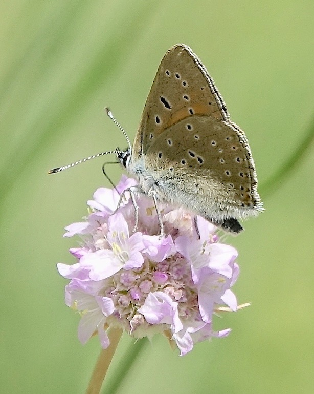 purple-edged copper